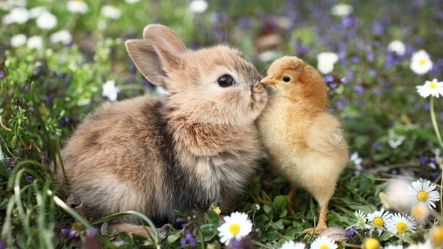 chicks-and-bunnies
