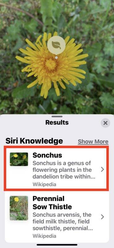 identify-plants-flowers-iphone-photo-siri-knowledge-3-369x800-1